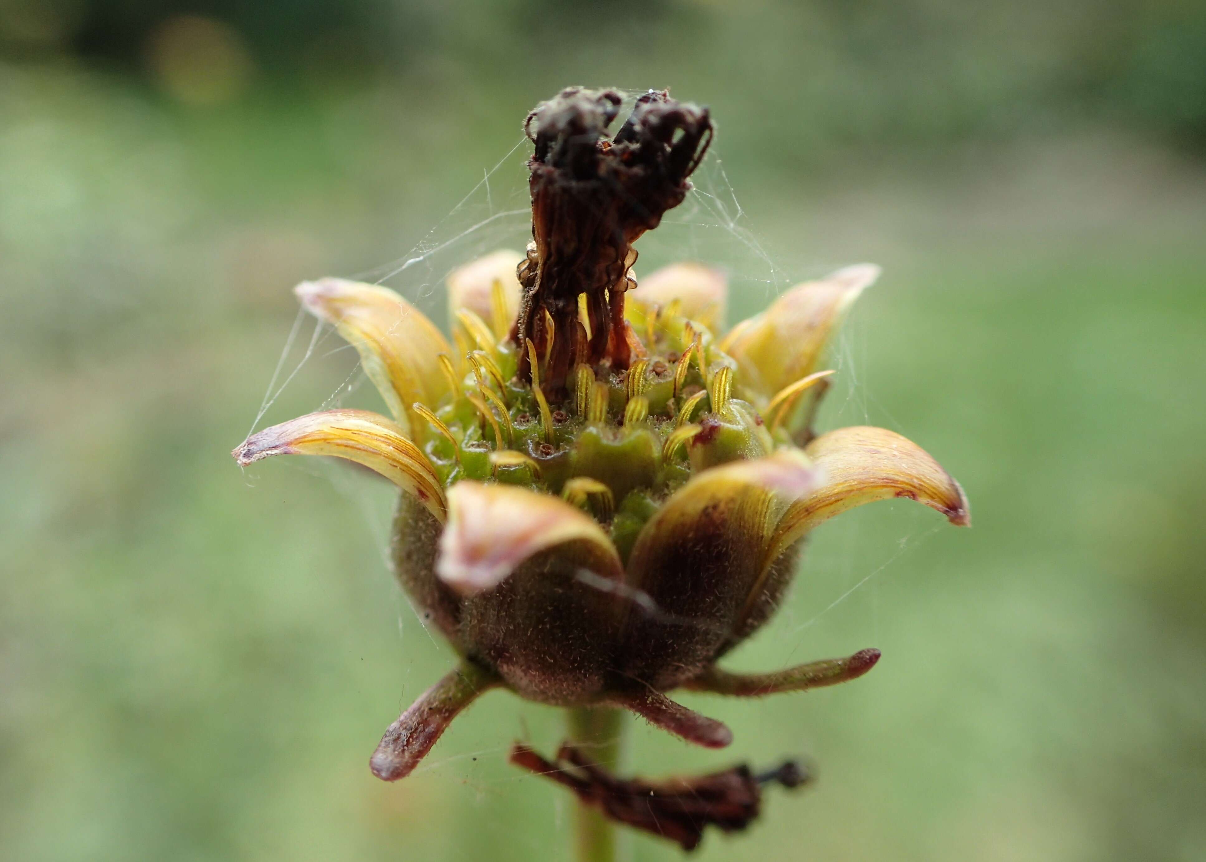 صورة Coreopsis tripteris L.