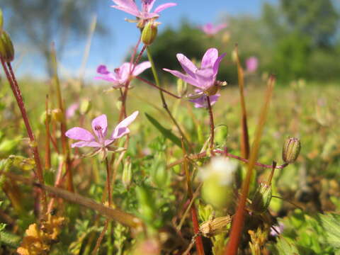 Image of Common Stork's-bill