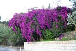 Слика од Bougainvillea glabra Choisy