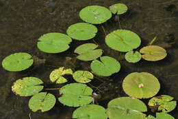 Image of American white waterlily