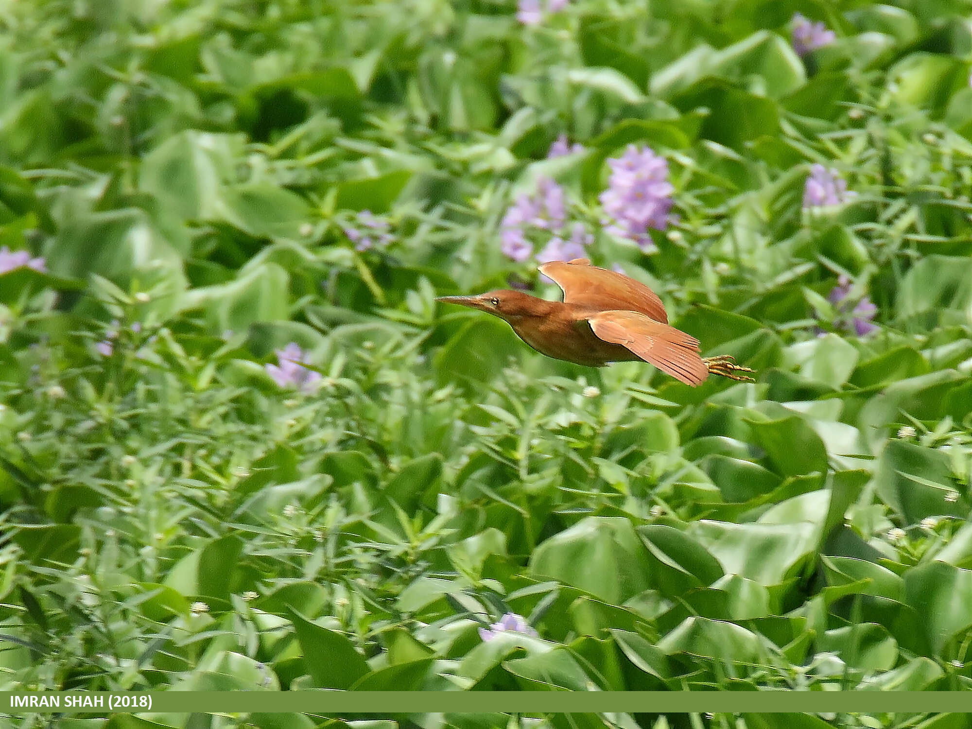 Image of Cinnamon Bittern