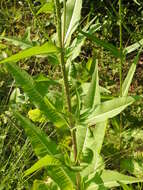 Image of Dipsacus fullonum