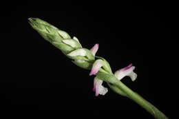 Image of Chinese Spiranthes