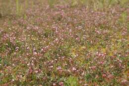 Image of Bog Cranberry