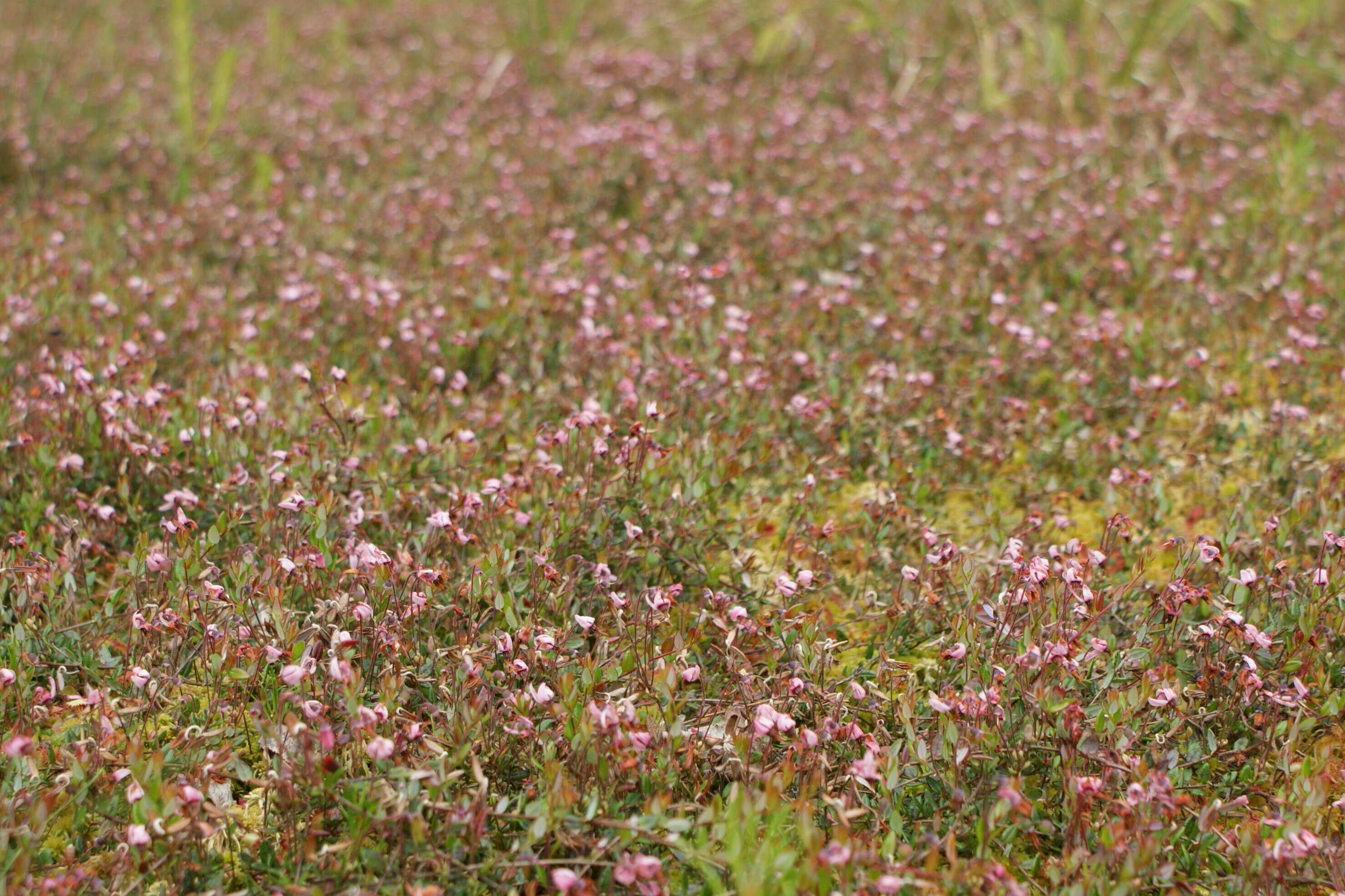 Image of Bog Cranberry