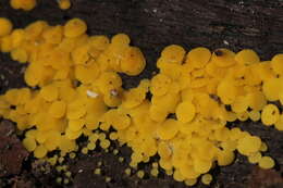 Image of Yellow fairy cup