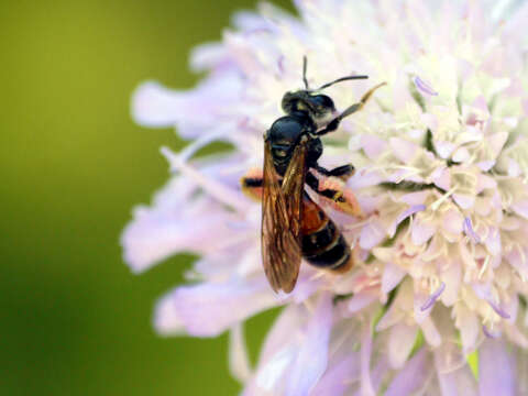 Image of Andrena hattorfiana (Fabricius 1775)