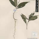Cosmianthemum resmi