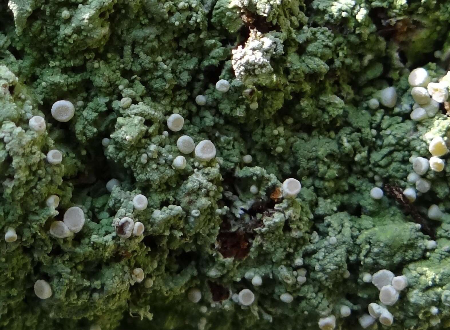 Image of peppermint drop lichen