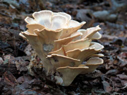 Image de Polypore de Sumstine