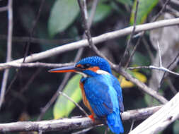 Image of Common Kingfisher