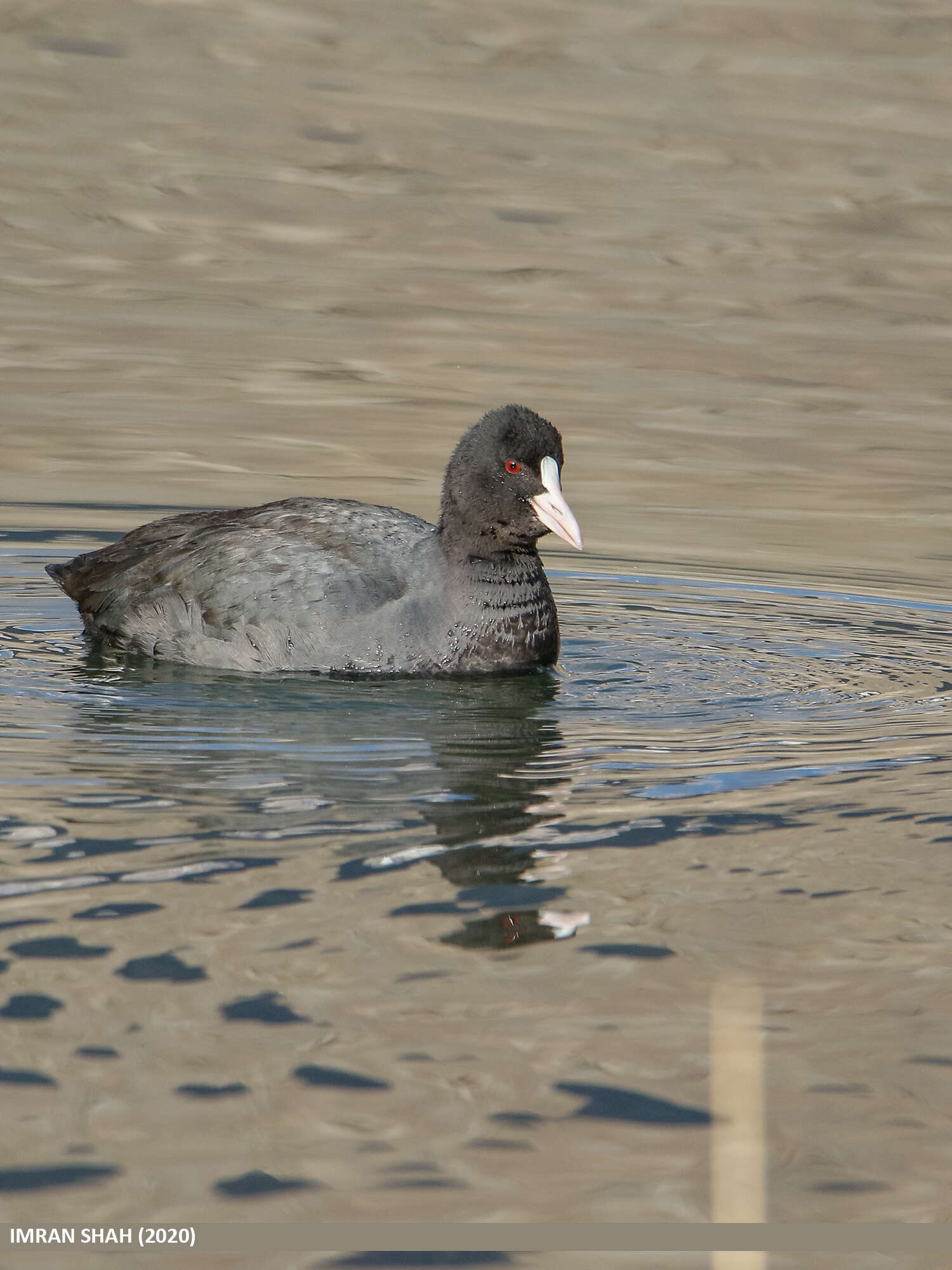 Image of Common Coot