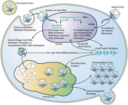 Image of Ranavirus