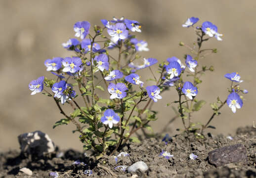 Image of Veronica syriaca Roem. & Schult.