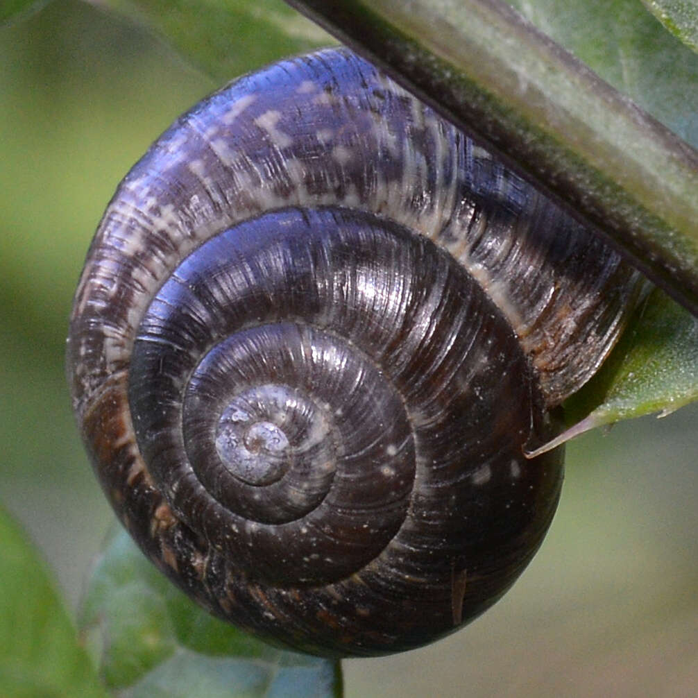 Image of Copse Snail