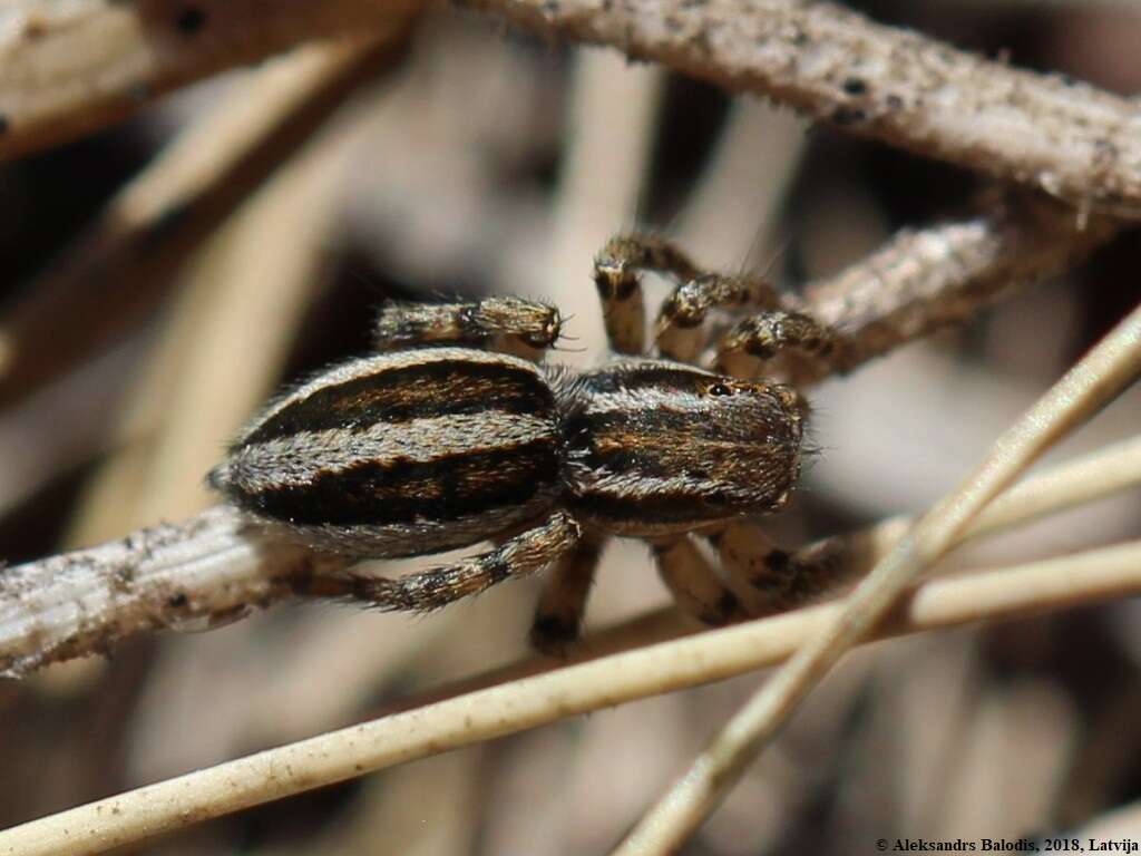 Image of Phlegra fasciata (Hahn 1826)