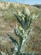 Image of Moor's Cotton Thistle