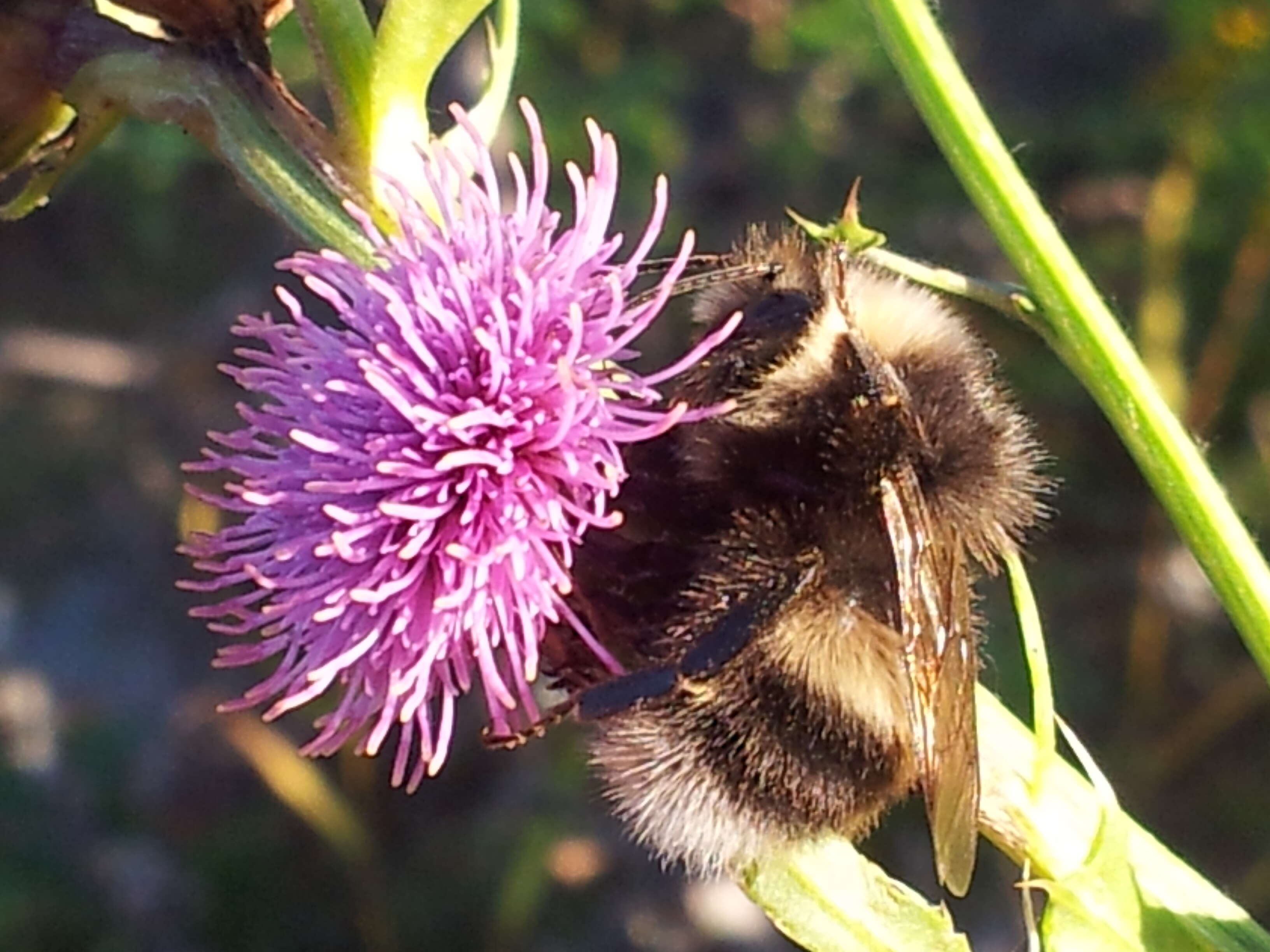 Image of White-tailed bumblebee