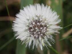 Слика од Taraxacum erythrospermum Andrz. ex Bess.