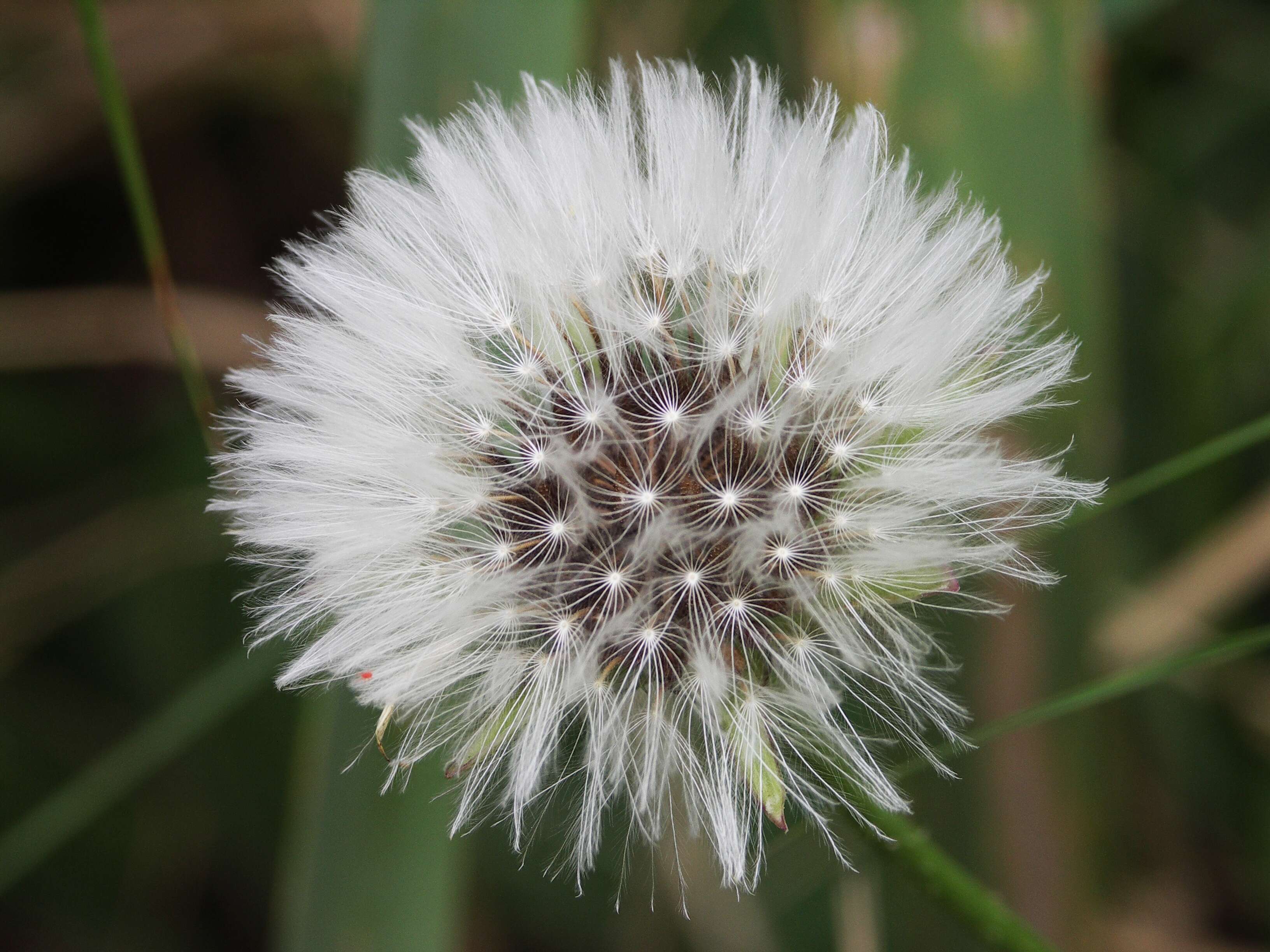 Image of Rock dandelion