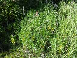 Image of Tufted Loosestrife