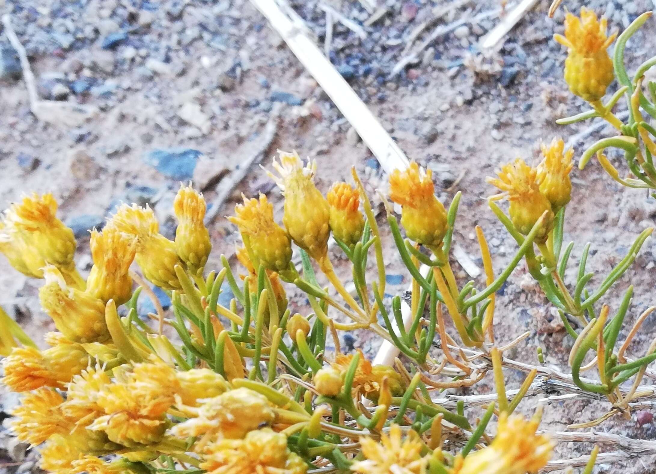 Image of Pteronia pallens L. fil.