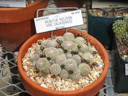 Image of Rebutia pulvinosa F. Ritter & Buining