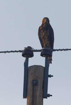 Image of Swainson's Hawk