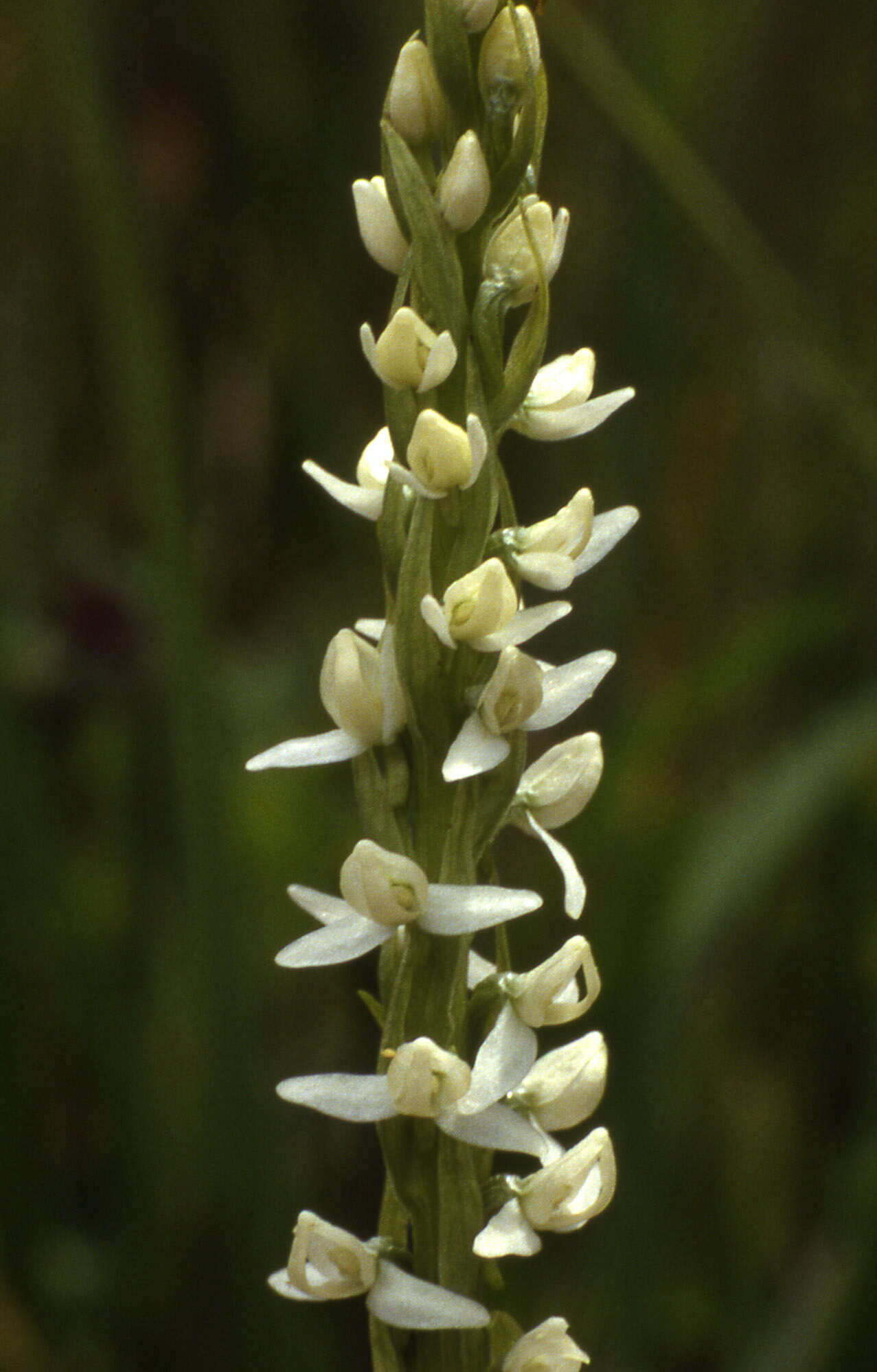 Image of Tall white bog orchid