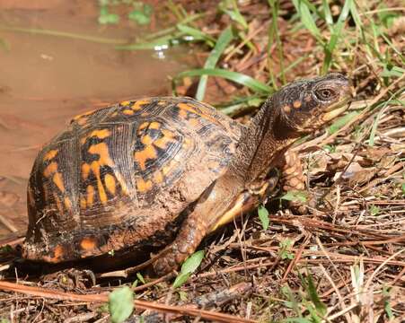 Image of American Box Turtle