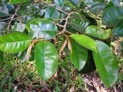 Image of satinleaf