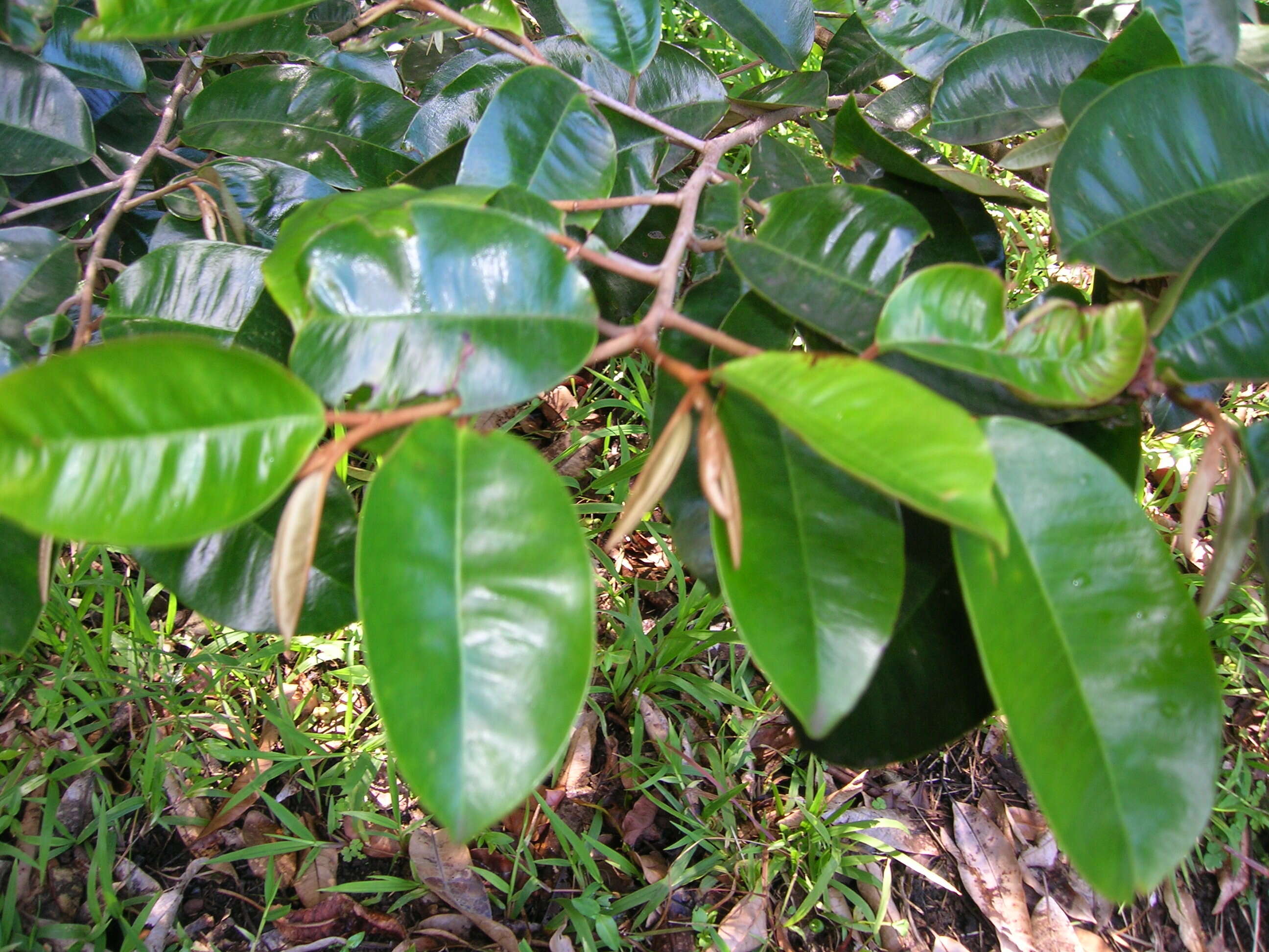 Image of satinleaf