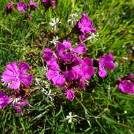 Image of carthusian pink