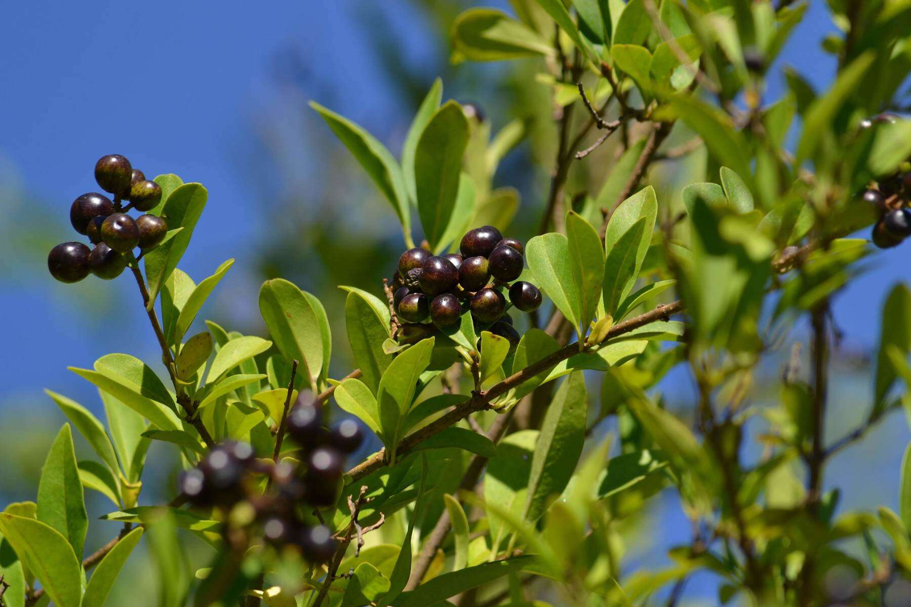 Image of European privet