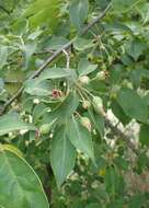 Plancia ëd Malus sikkimensis (Wenz.) Koehne