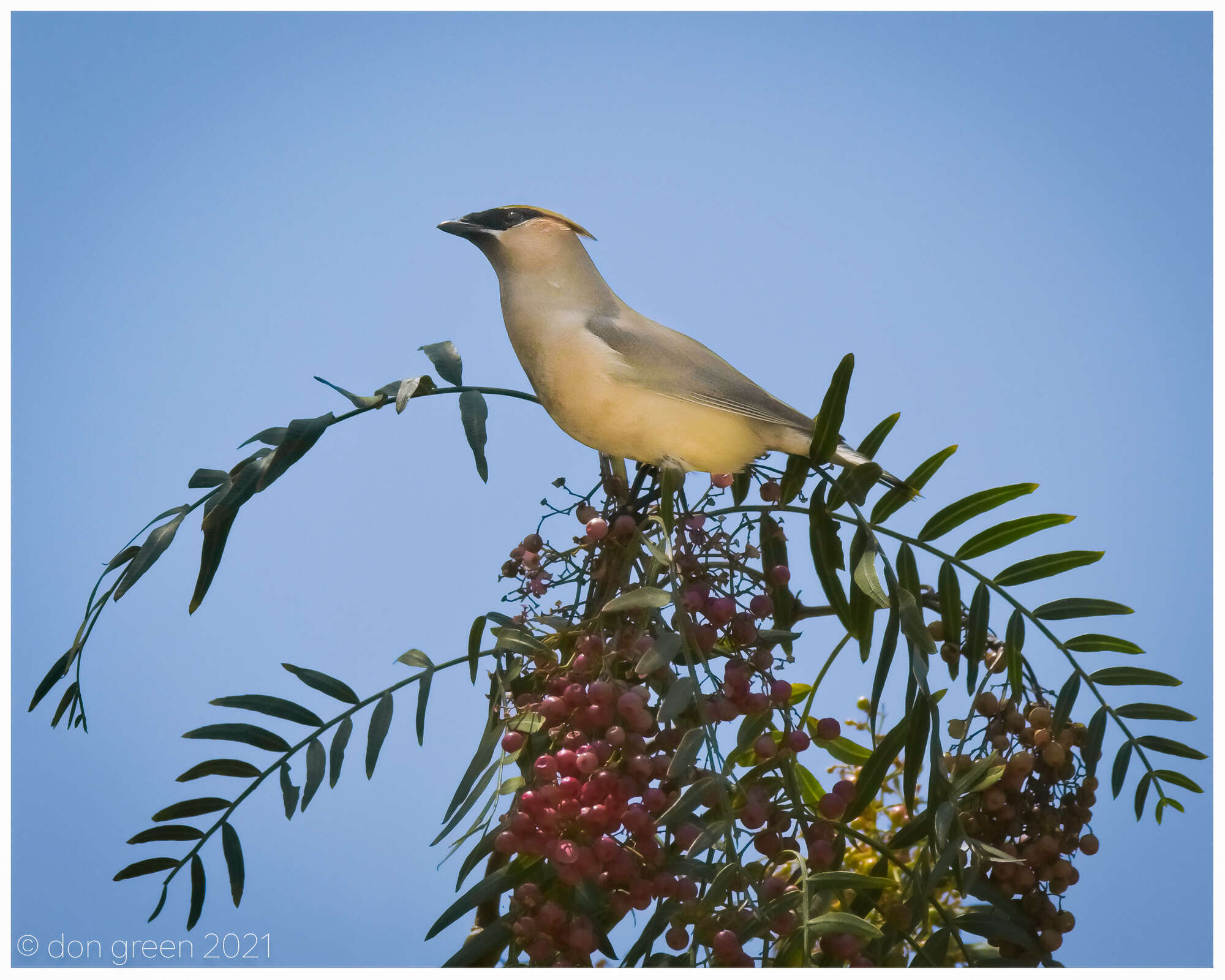 Image of Waxwing