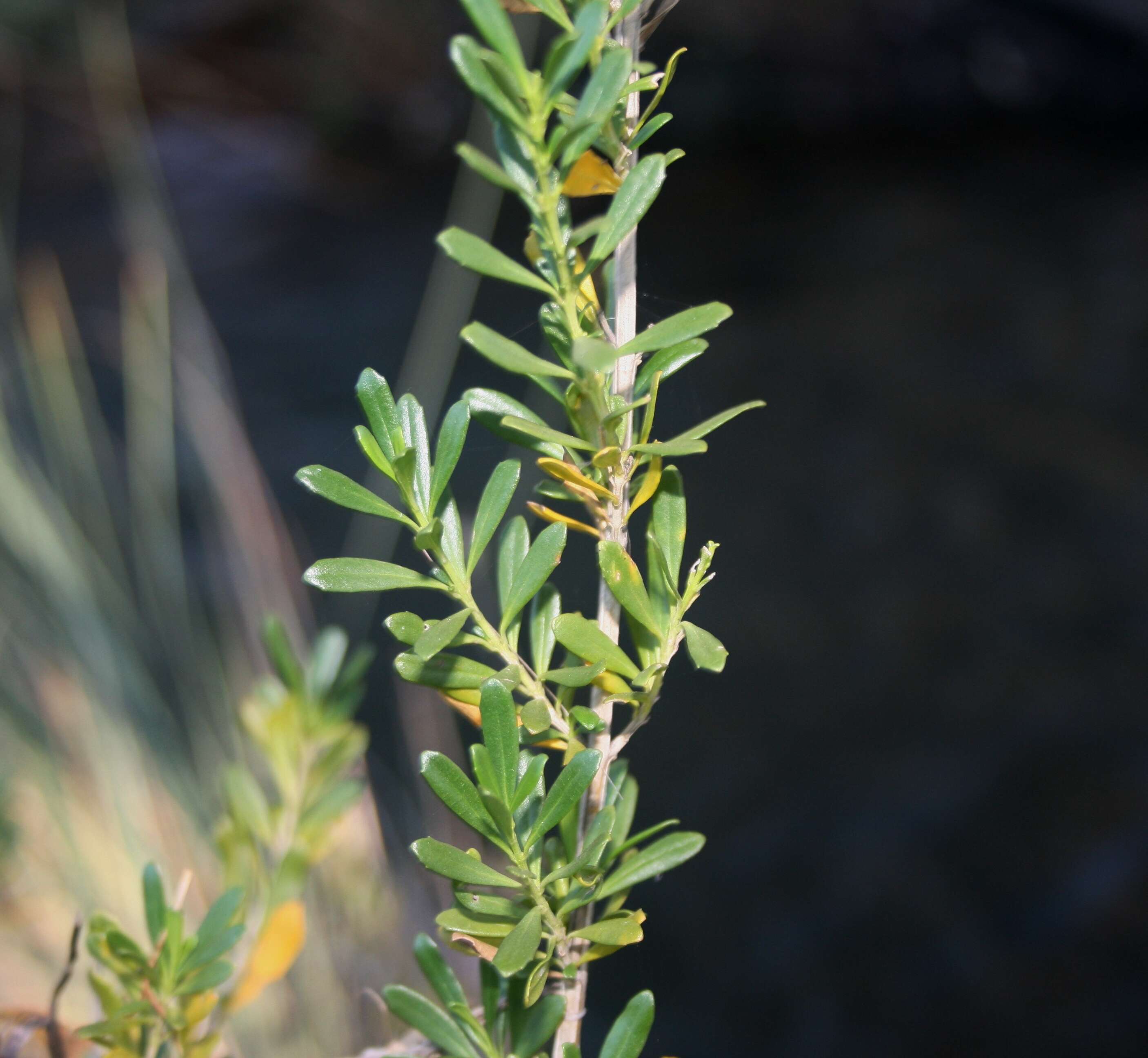 Image of Mauve freylinia