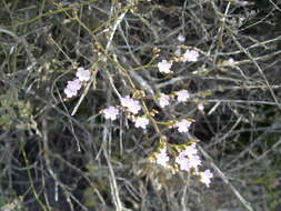 Image of Mediterranean sea lavender