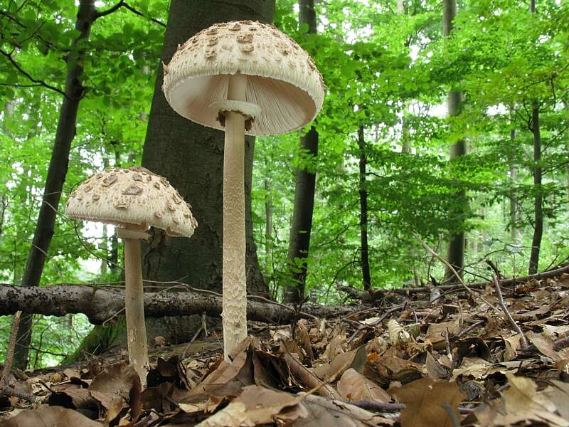 Image of Macrolepiota procera (Scop.) Singer 1948