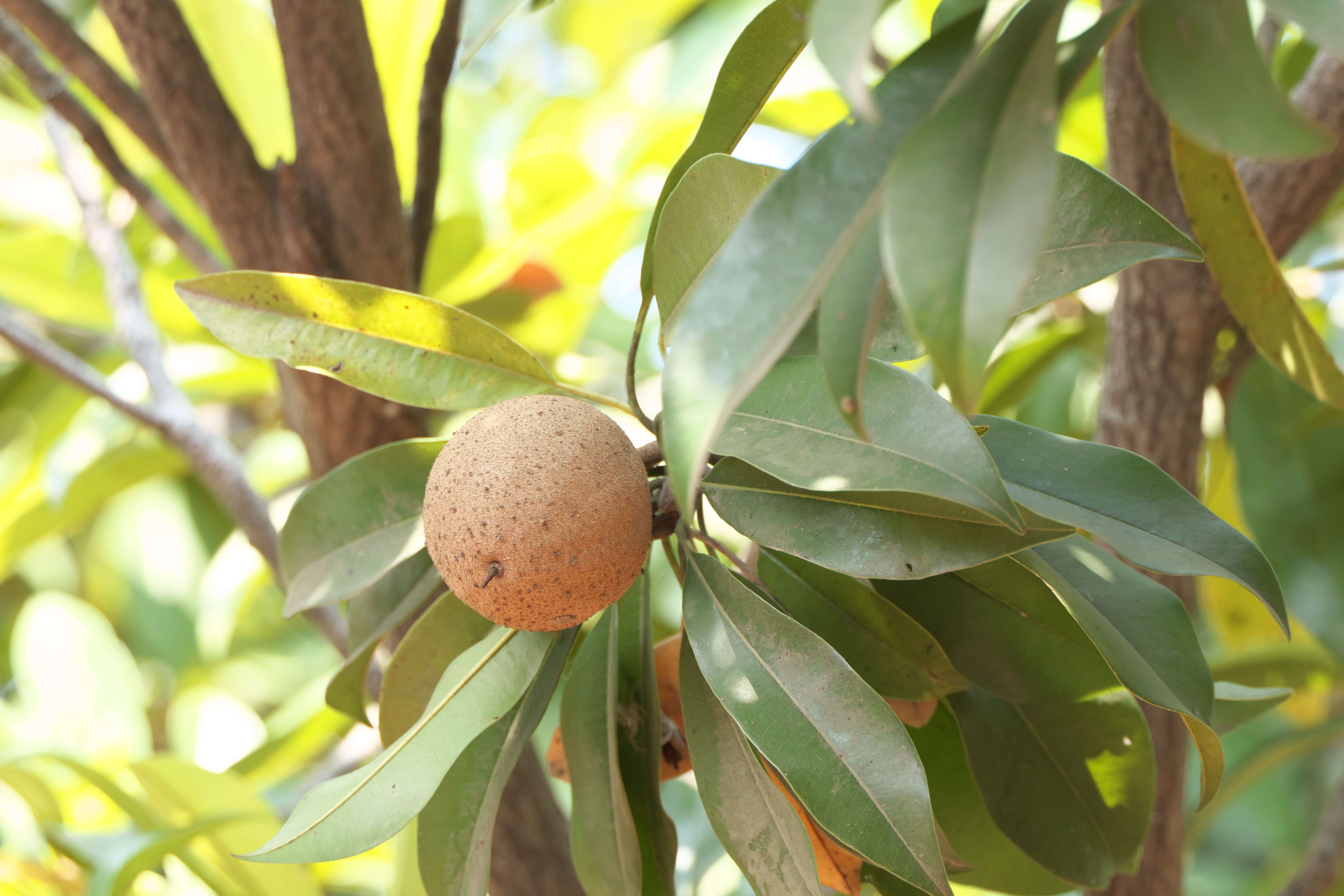 Image of sapodilla