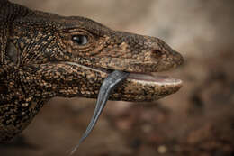 Image of Bengal Monitor Lizard