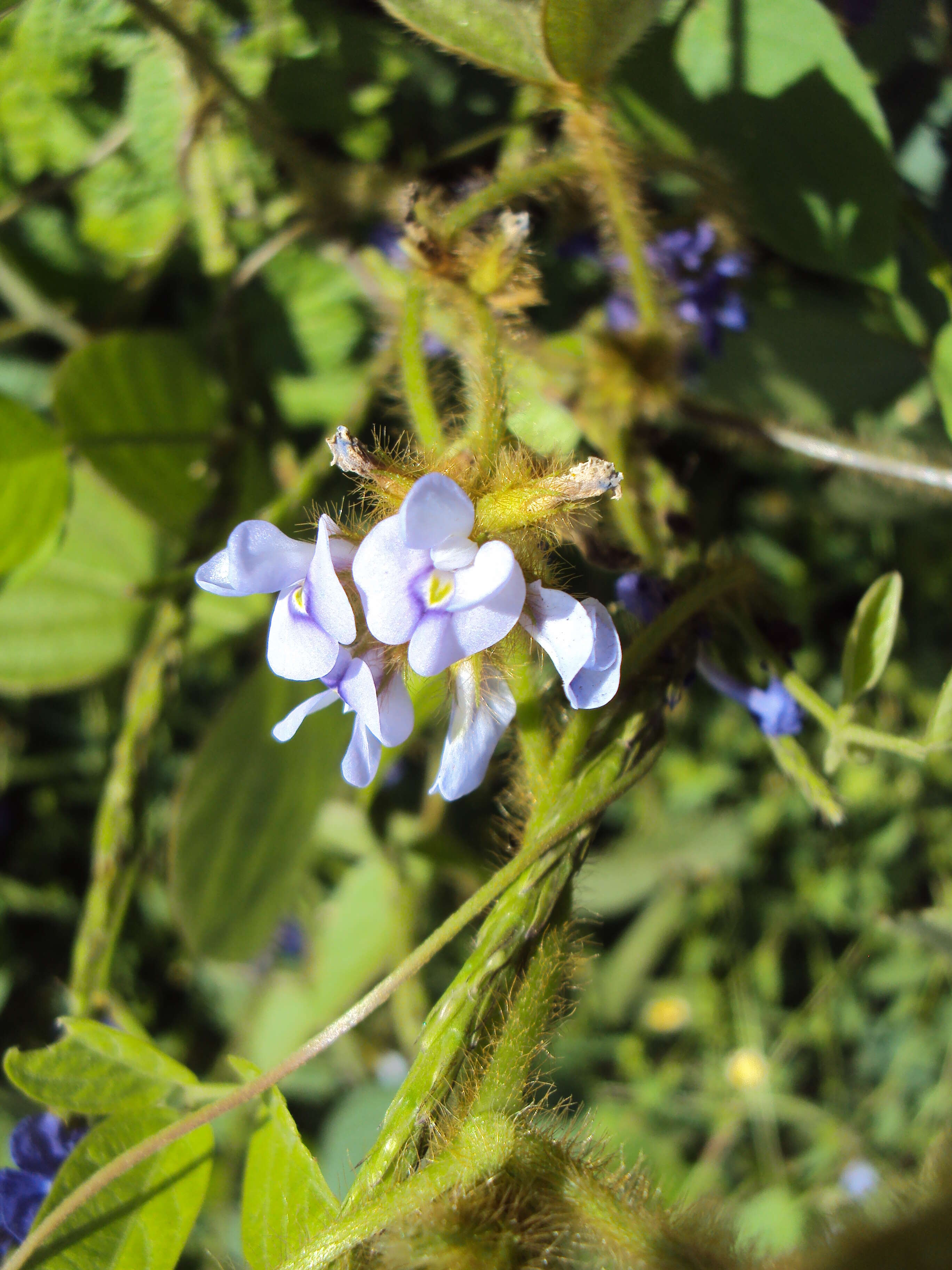 Imagem de Calopogonium mucunoides Desv.