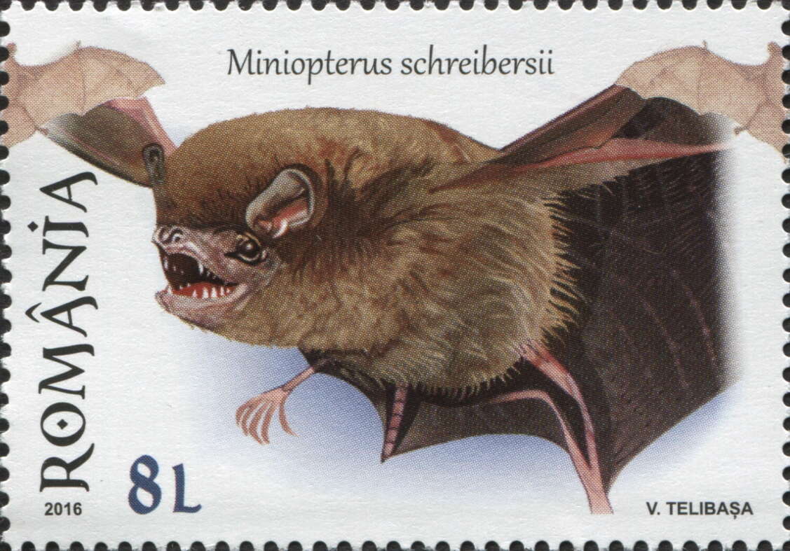 Image of Common Bentwing Bat