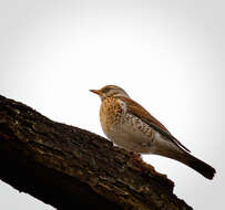 Image of Fieldfare