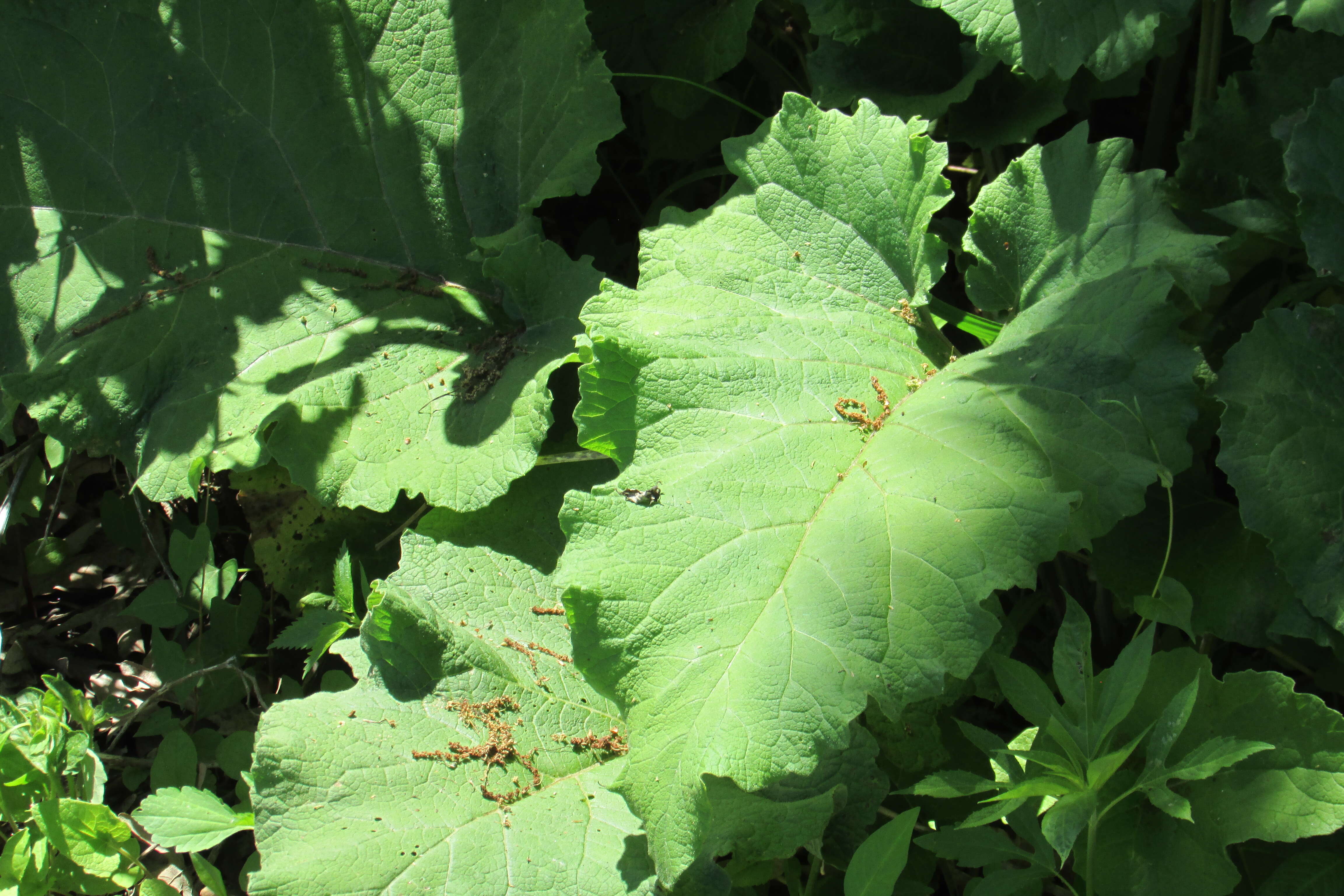 Image of common burdock