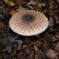 Image of Macrolepiota procera (Scop.) Singer 1948