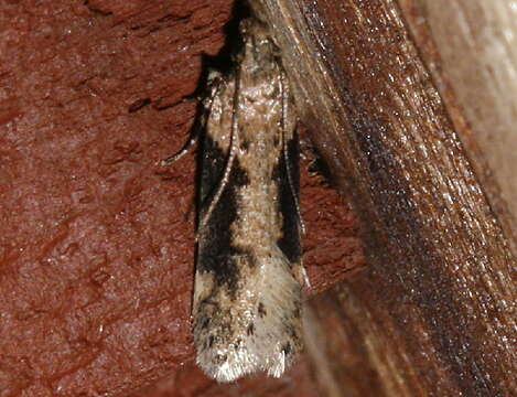 Image of Black-smudged Chionodes