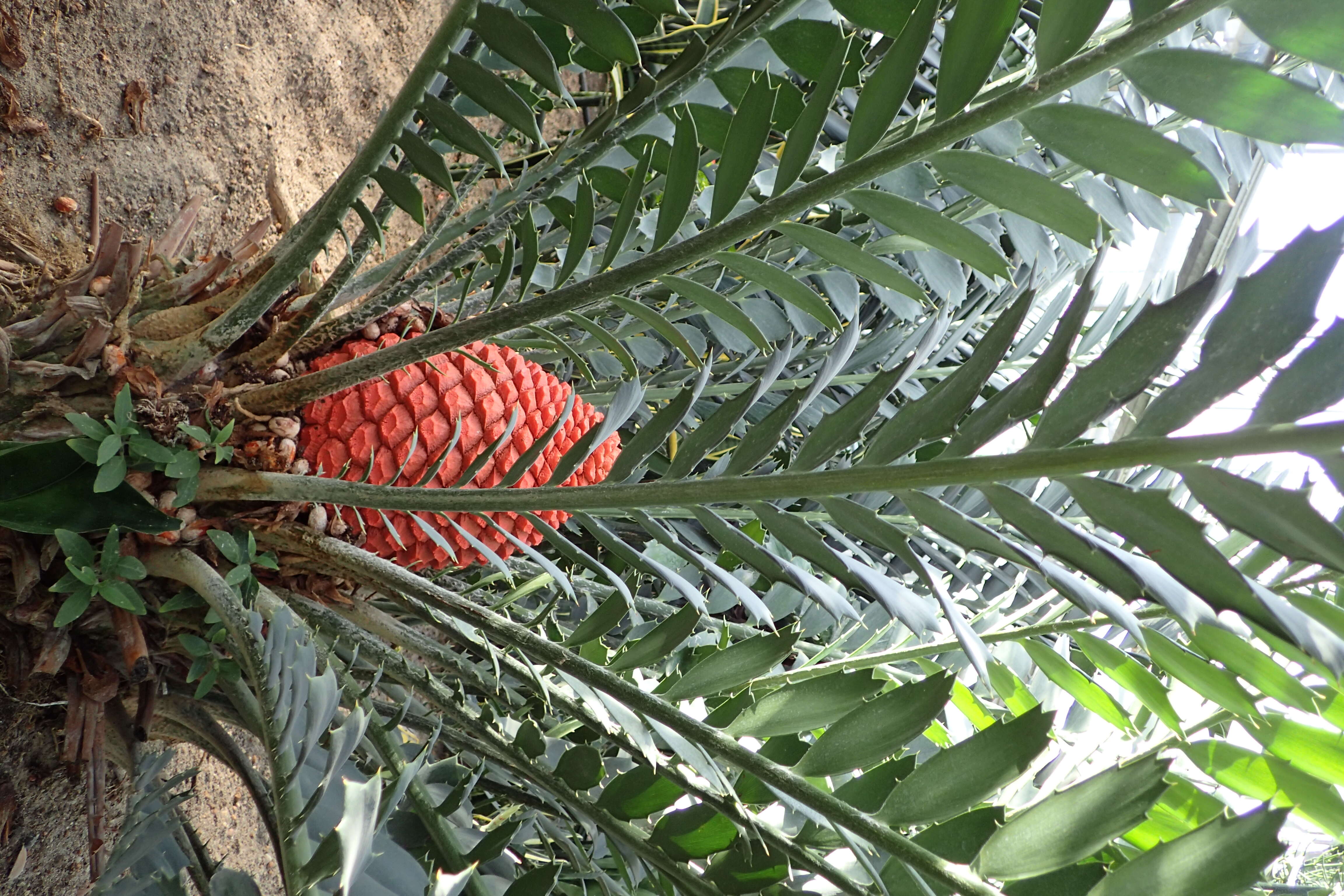 Слика од Encephalartos ferox G. Bertol