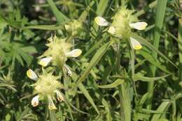 Image of Crested Cow-wheat