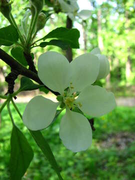 Imagem de Malus sylvestris subsp. orientalis (Uglitzk.) Browicz